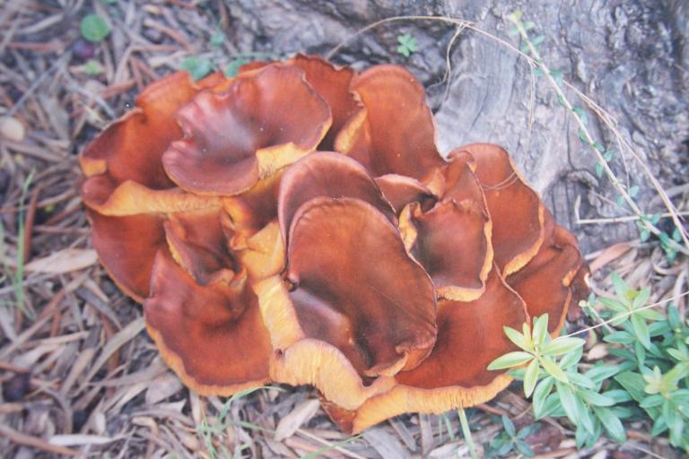 Omphalotus olearius